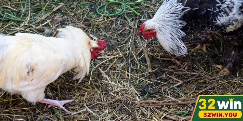 Đá gà máu lửa, gay cấn với nhiều trận đấu chuyên nghiệp